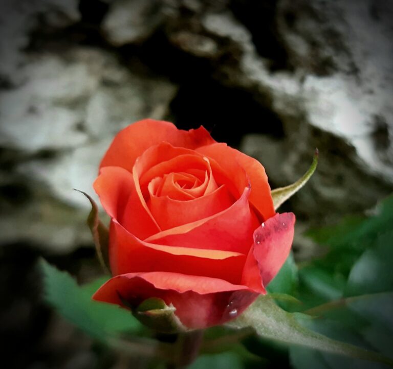 foto gisella canzian ( sua personale)