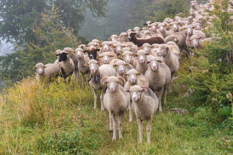 sheep-4490437_960_720