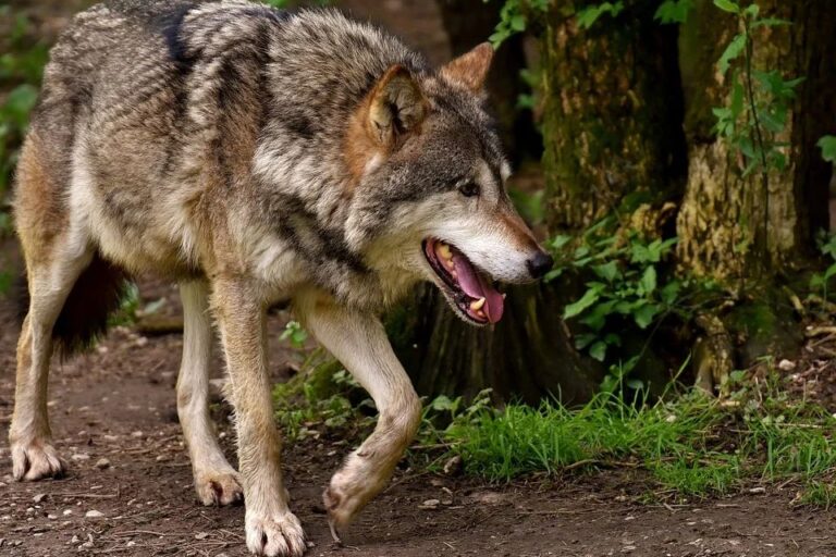 wolf-3151876_960_720