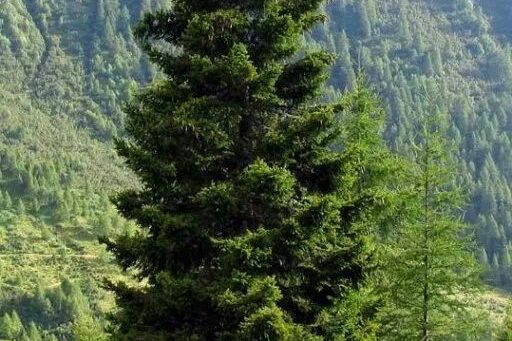 AbeteRosso
