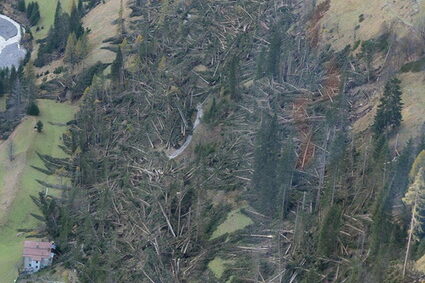 belluno-alberi-caduti