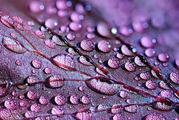 dewdrops-2432391_640