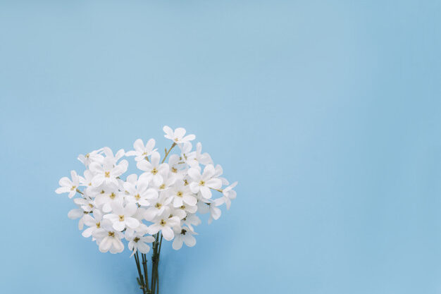 jazmin-flowers-with-copyspace-blue-background_24989-20