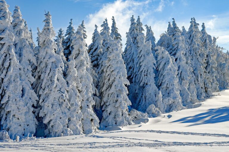 NEVE ALBERI