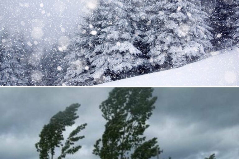 NEVE VENTO