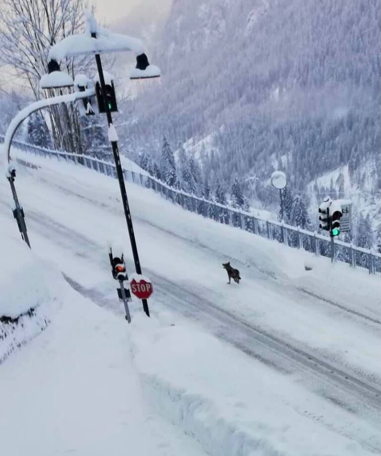 135801253_4067377589981850_6925161920383734434_n