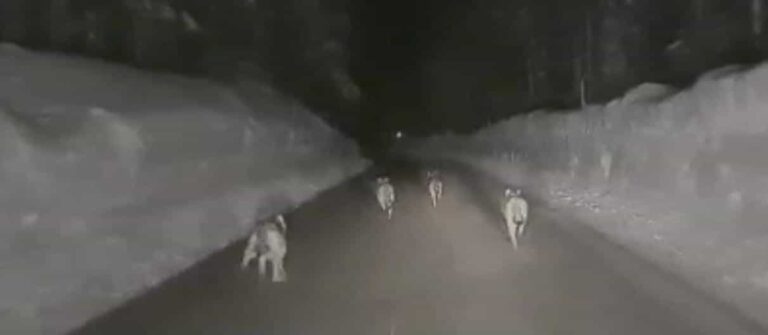 1d9d085d-e5c2-49f5-8f77-7a812ea8cd22