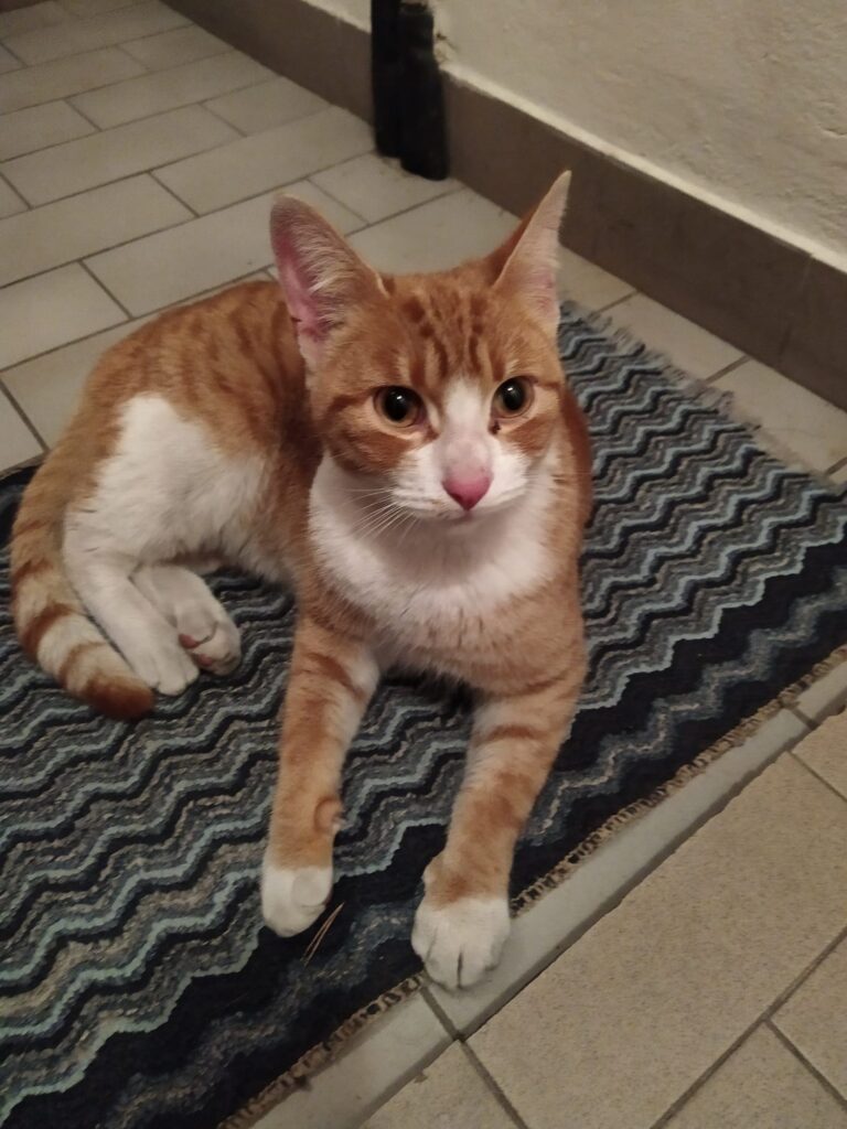 43ff0aee-cb99-43f2-be2b-37a73f19bb8d