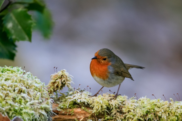selective-focus-shot-cute-european-robin-bird-sitting-mossy-branch_181624-24057