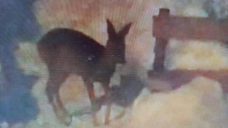 7419d9a1-0569-46fc-bb8b-b788b7abf3be