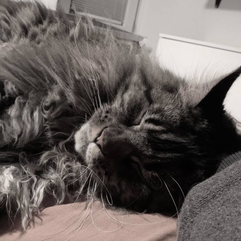 80386779_2782401175115310_3521399533726597120_o