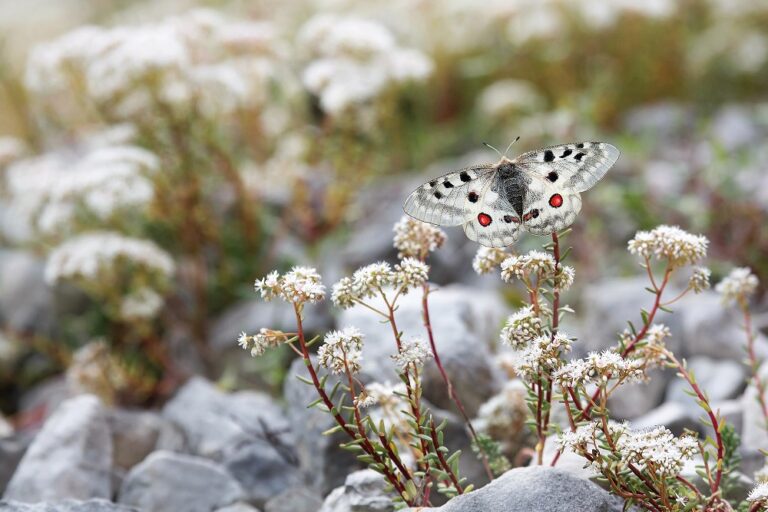 Parnassius apollo_Foto Bruno Boz_Archivio PNDB