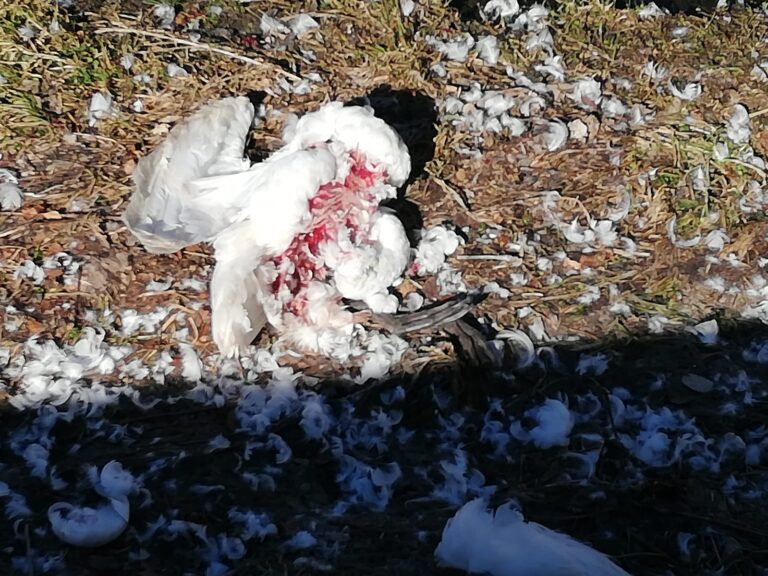 4a6af8ea-03e7-4e2a-93e5-7412f813efb2