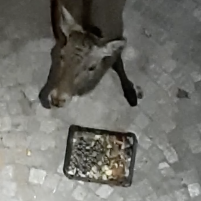 Schermata 2021-03-13 alle 12.15.37