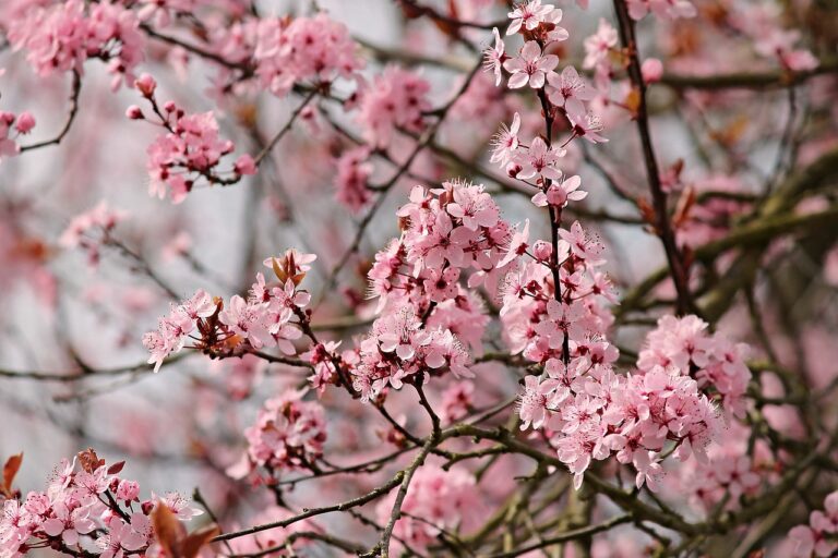 almond-tree-3308361_1280