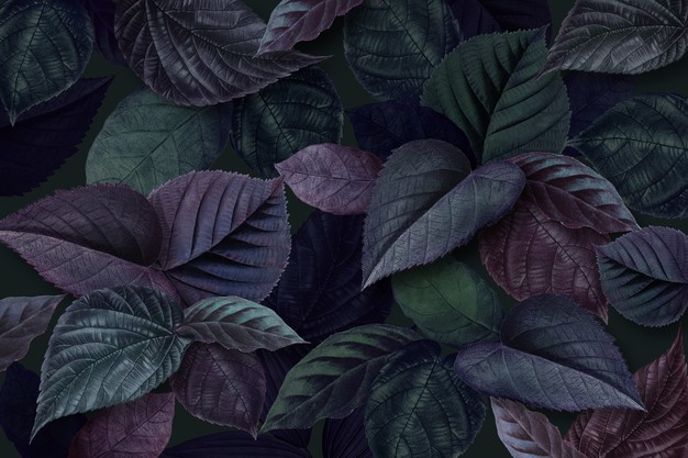 green-purple_53876-95111