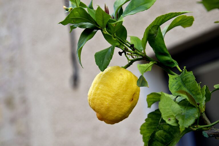 PIANTA LIMONE