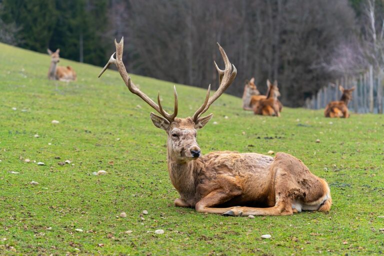 fallow-deer-6115404_960_720