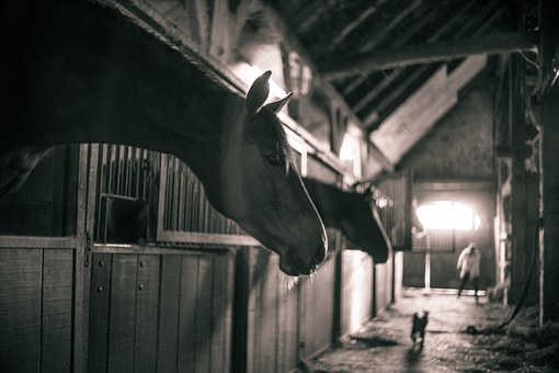 horses-786239__340