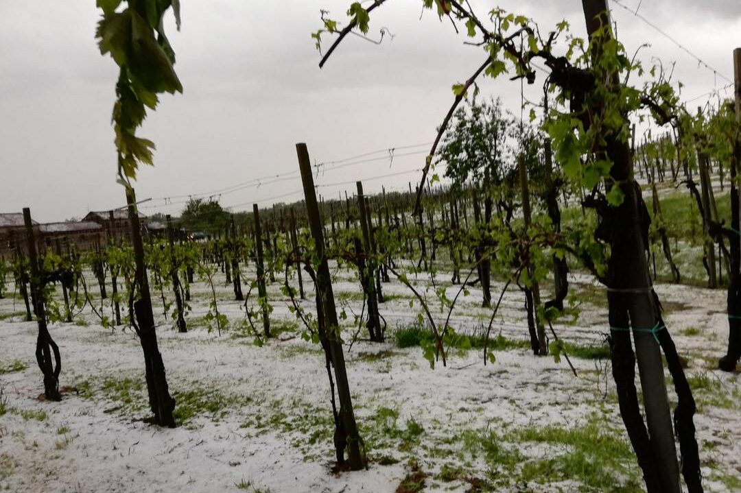 186039860_1780243672177540_851478266844142094_n