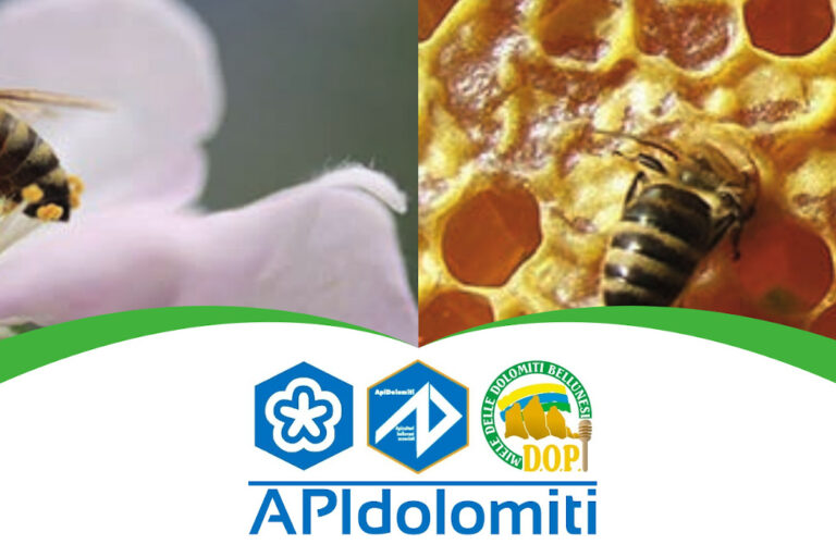 Img-loghi
