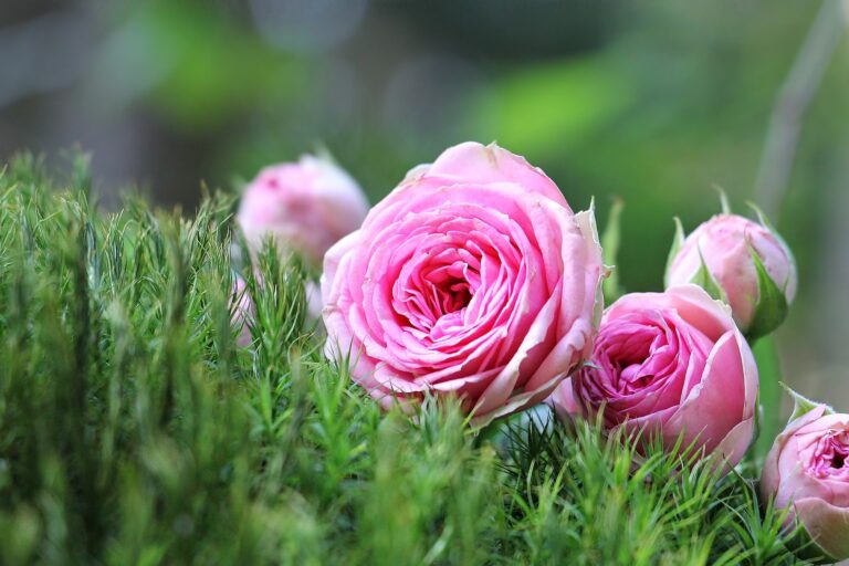 ROSA