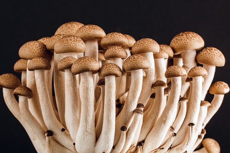 mushrooms-389421_960_720