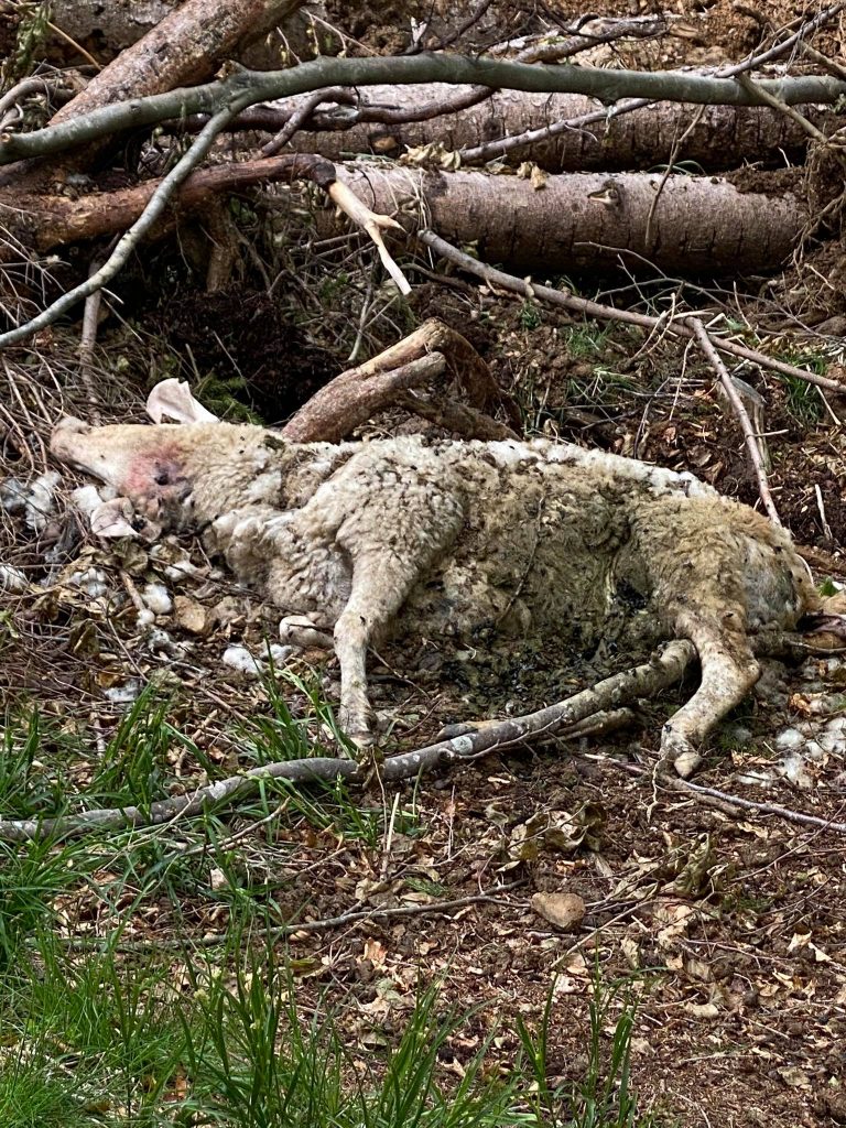 199294282_967866570629063_5300958317697827633_n