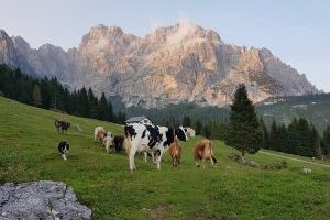 Malga-Framont-300×225