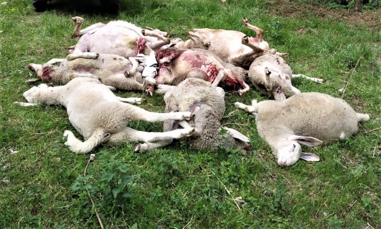 pecore sbranate in passato nel Bellunese