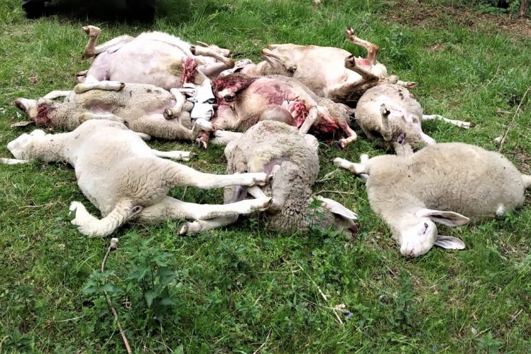 pecore sbranate in passato nel Bellunese