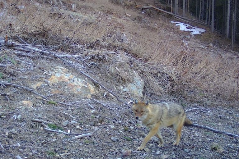 sciacallo dorato – fototrappola 2
