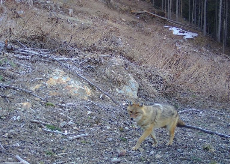 sciacallo dorato – fototrappola 2