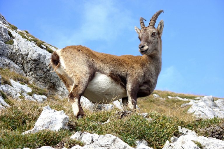 stambecco
