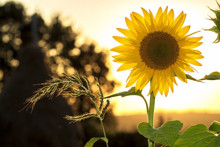 GIRASOLE