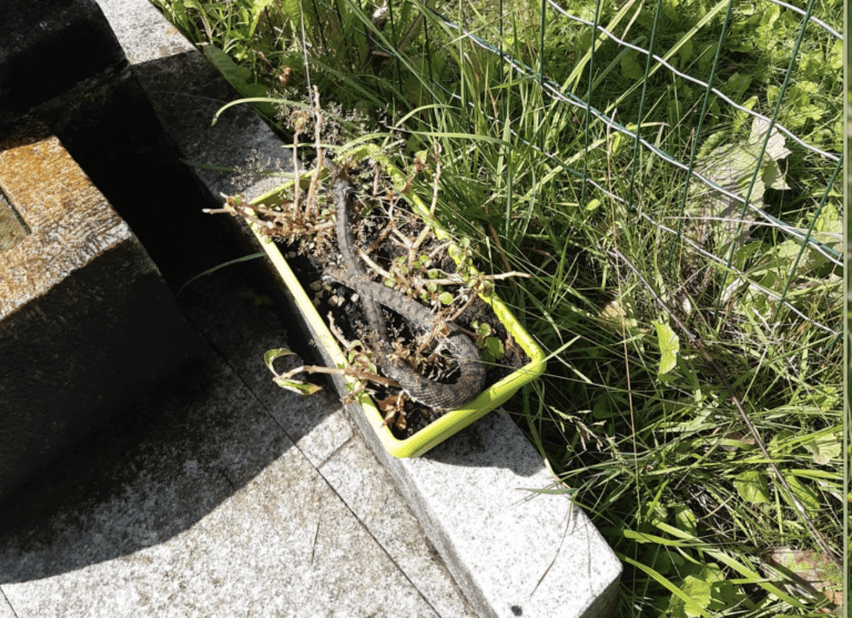 Schermata 2021-07-30 alle 09.35.59