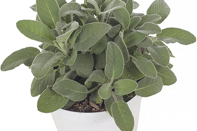 salvia