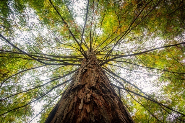albero-2
