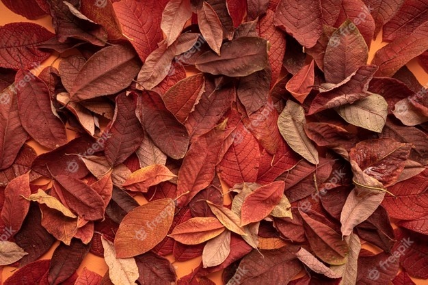 autumn-leaves-background-top-view-close-up_114160-723