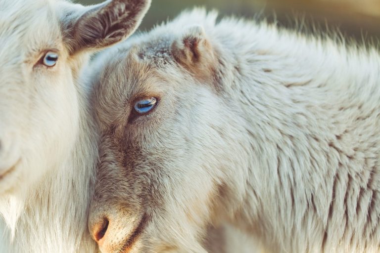 sheep-2592305_960_720