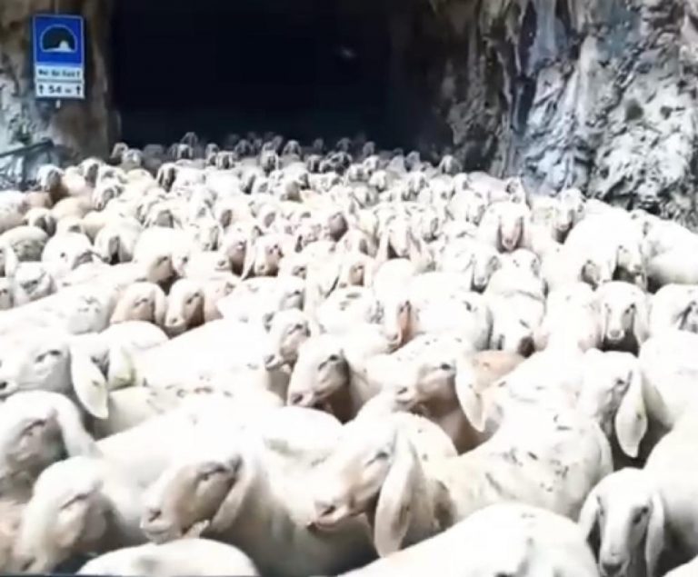 380213a0-f3ea-431c-990c-cf8d33345f83