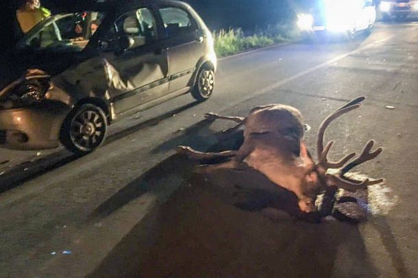 incidente-cervo-1223039.610×431
