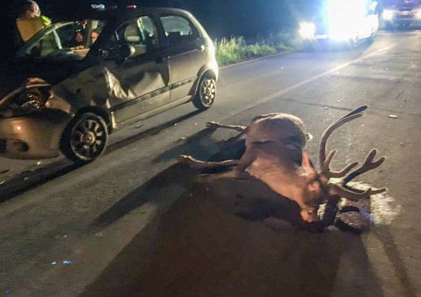 incidente-cervo-1223039.610×431