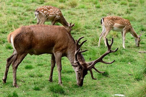 deer-4381666__340