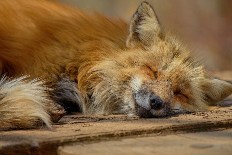 fox-2256197_960_720