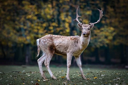 roe-deer-2634729__340