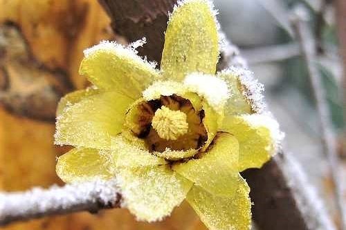 4 FOTO CALICANTO DI G DOMENICO MAZZOCCATO