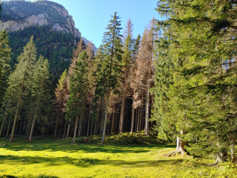 bb2ed990-0fa9-461b-98a2-9c531d1918ab