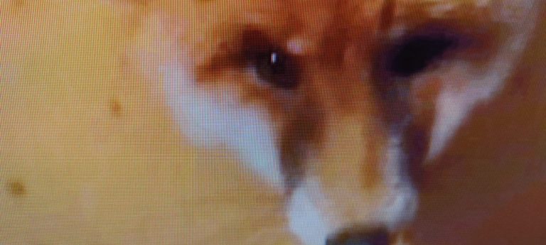 f27e4526-b06c-445c-a12f-fc911467a47b