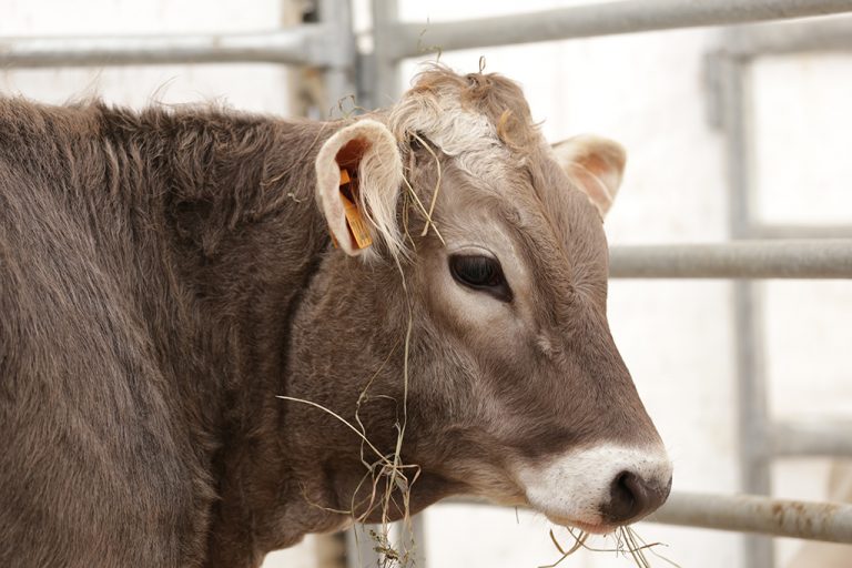 MUCCA